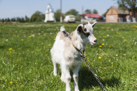 Close up black and white baby goat on a chain against grass flowers building on a background. White ridiculous kid is grazed on a farm, on a green grass. Animal. Agriculture. Pasture.の写真素材