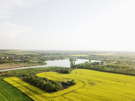 Aerial view of beautiful yellow flowering bright rape fields on a cloudy day. Endless rapeseed field. Yellow rapeseed fields. Agriculture.の写真素材