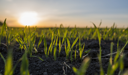 Young wheat seedlings growing in a field. Green wheat growing in soil. Close up on sprouting rye agricultural on a field in sunset. Sprouts of rye.の写真素材
