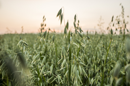 Close up on a green oat ears of wheat growing in the field in evening sunset sky. Agriculture. Nature product.の写真素材