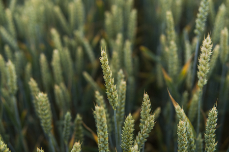 Close up on young green wheat ears on a beautiful field. Ripening ears wheat. Agriculture. Natural product.の写真素材
