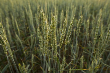 Close up on young green wheat ears on a beautiful field.の写真素材