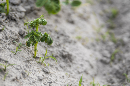 Young potato on soil cover. Plant close-up. The green shoots of young potato plants sprouting from the clay in the spring.の写真素材
