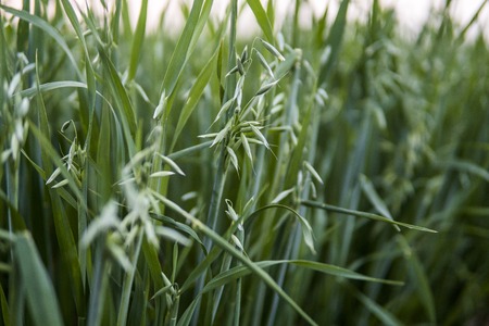 Green oat ears of wheat growing in the field in evening suset sky. Agriculture. Nature product.の写真素材