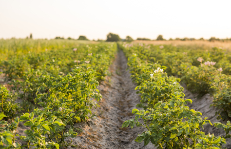 Green field of potato crops in a row. Agriculture. Growing of potato. Organic natural product.の写真素材
