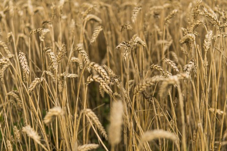 Golden ears of wheat on the field against cloudy sky. Agriculture. Growing of wheat. Ripening ears wheat. Agriculture. Natural product.の写真素材