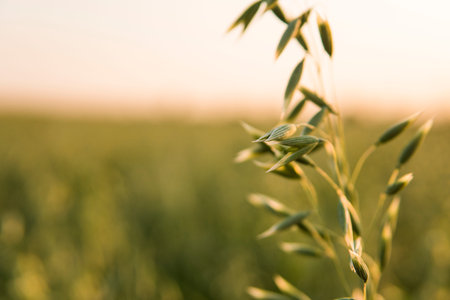 Close up on a green oat ears of wheat growing in the field in sunny day. Agriculture. Nature...