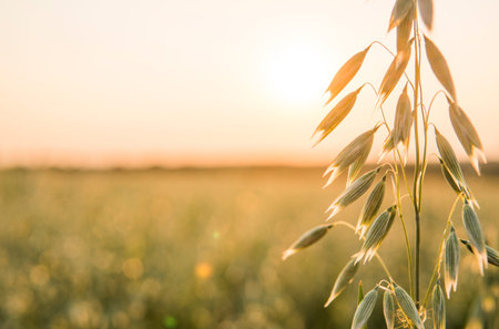 Close up on a green oat ears of wheat growing in the field in sunny day. Agriculture. Nature product.の写真素材