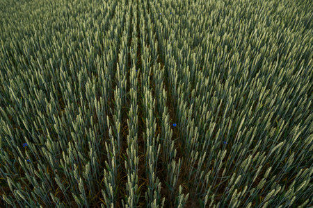 Young green wheat field. Ripening ears wheat. Agriculture. Natural product. Agricaltural landscape.