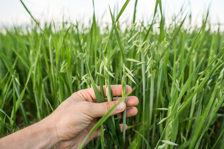 Close-up of man hand touching holding crops, young green oat ears on a field in sunset. Close up on...