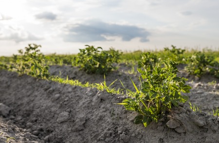 Young potato on soil cover. Plant close-up. The green shoots of young potato plants sprouting from the clay in the spring.の写真素材