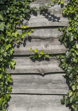 Wood horizontal plants with a green leaves of plants in a sun light. Copy space for text or image. Natural background texture. Mock up.の写真素材