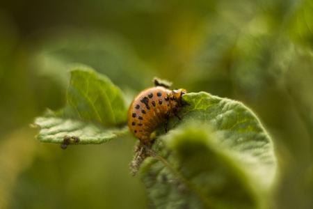 Colorado beetle on a sheet of potato bush in the garden. A dangerous pest for agriculture. Macro.の写真素材