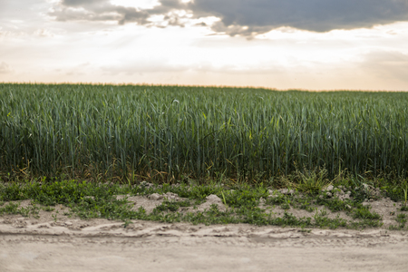 Young green Barley field agriculture with a sunset sky. Natural product. Agricaltural landscape.の写真素材