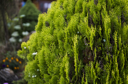 Green hedge of thuja trees. Green hedge of the tui tree. Nature, background.の写真素材