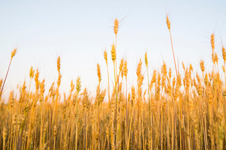 Yellow wheat ears on a field. Ripening ears wheat. Agriculture. Natural product.