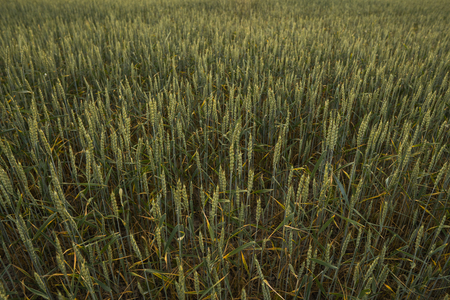 Young green wheat ears on a beautiful field with evening sunset sky. Ripening ears wheat. Agriculture. Natural product.の写真素材