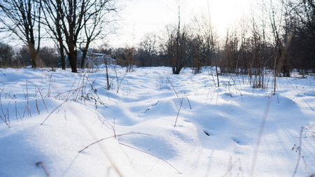 Beautiful winter forest with a trees covered with a white snow.