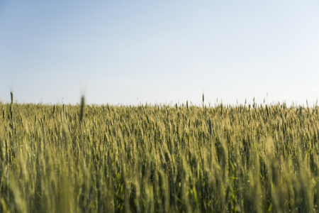 Young green wheat field. Ripening ears wheat. Agriculture. Natural product. Agricaltural landscape.の写真素材