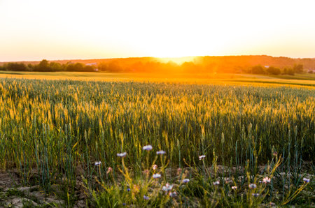 Green sprouting rye agricultural field in springs sunset. Sprouts of rye.