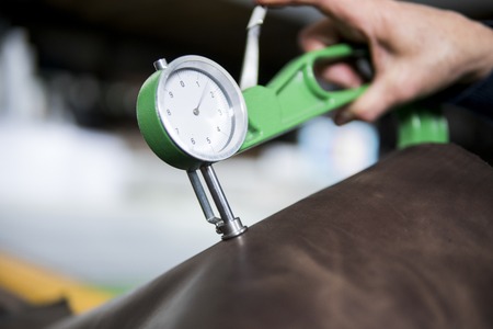 Woman hands use Leather thickness gauge on with a natural brown leather. Preparing of the raw materials for manufacture of bags, shoes, clothing and accessories.の写真素材