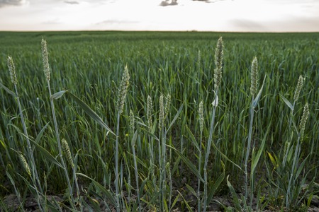 Young green wheat ears on a beautiful field with evening sunset sky. Ripening ears wheat. Agriculture. Natural product.の写真素材
