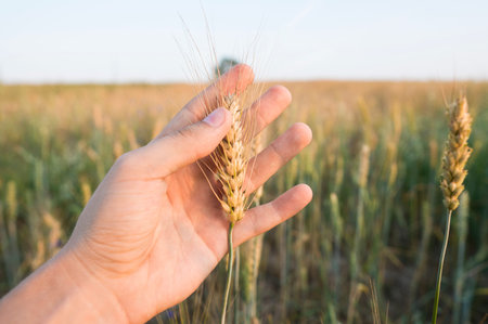 Close-up of man hand touching holding crops, young green wheat ears on a field in sunset. Close up...