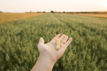 Close-up of man hand touching holding crops, young green wheat ears on a field in sunset. Close up on a beautiful field. Ripening ears wheat. Agriculture. Natural product.の写真素材