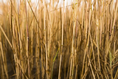Yellow wheat on a field. Ripening ears wheat. Agriculture. Natural product.の写真素材
