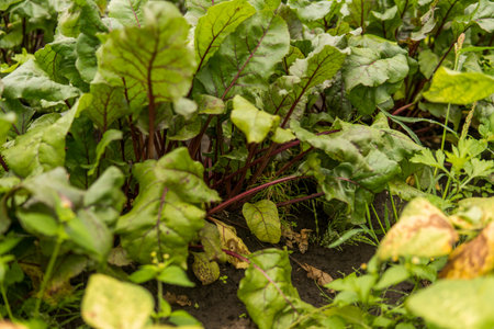 Beet green leaves growing in the garden.