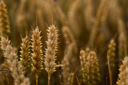 Wheat field. Golden ears of wheat on the field. Background of ripening ears of meadow wheat field....