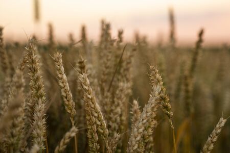 Wheat field. Golden ears of wheat on the field. Background of ripening ears of meadow wheat field. Rich harvest. Agriculture of natural product.の写真素材