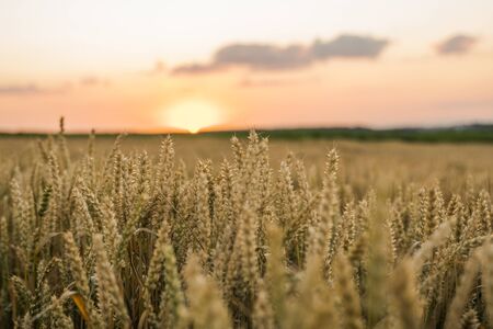Wheat field. Golden ears of wheat on the field. Background of ripening ears of meadow wheat field. Rich harvest. Agriculture of natural product.の写真素材