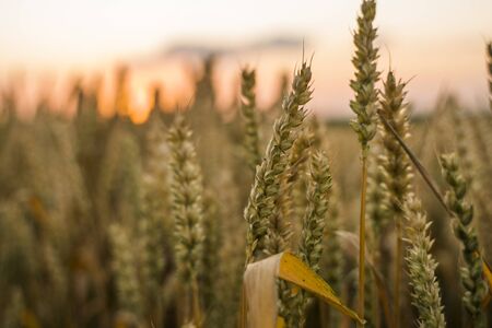Wheat field. Golden ears of wheat on the field. Background of ripening ears of meadow wheat field. Rich harvest. Agriculture of natural product.の写真素材