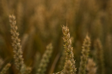 Wheat field. Golden ears of wheat on the field. Background of ripening ears of meadow wheat field....