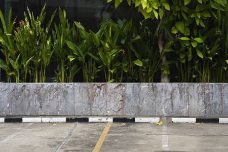 Plants planted as a fence along the way or parking area. Can be used as a background or a texture.の写真素材