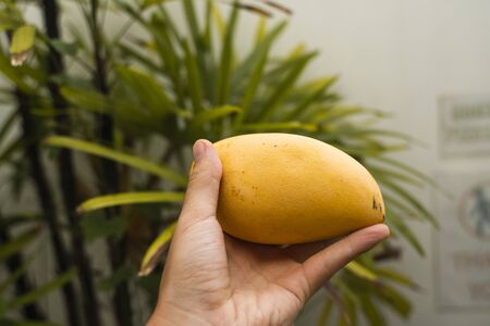 Mens hand holding a fresh and ripe mango fruit with a palm tree on background. Useful and vitamin-rich food. Vegeterian. Tropical and exotic fruits. Healthy and vitamin food concept.の写真素材