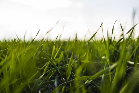 Young wheat seedlings growing on a field in autumn. Young green wheat growing in soil. Agricultural proces. Close up on sprouting rye agriculture on a field sunny day with blue sky. Sprouts of rye.の写真素材