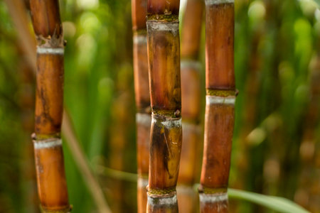 Sugarcane planted to produce sugar and food. Food industry. Sugar cane fields, culture tropical and...