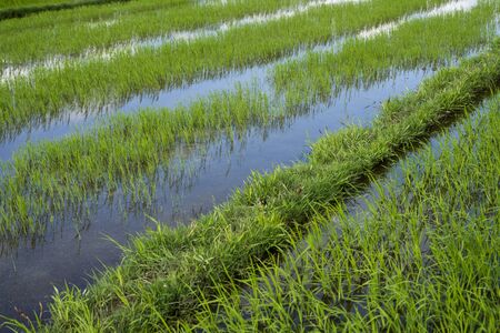 Green rice field in a daylight. Harvest of rice. Beautiful terraces of rice field in water season and Irrigation. Agriculture.の写真素材