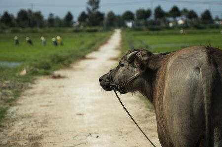 Buffalo on the road with a rice fiels on backgroundの写真素材