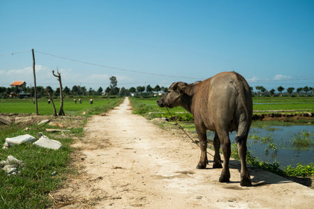 Buffalo on the road with a rice fiels on background.