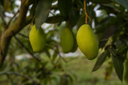Green mangoes on the tree. Mango trees growing in a field in Asia. Mangoes fruit plantation. Delicious fruits are rich in vitaminsの写真素材