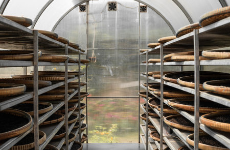 Black and brown, red peppercorns drying in drying room or box on plates of reed on black pepper...