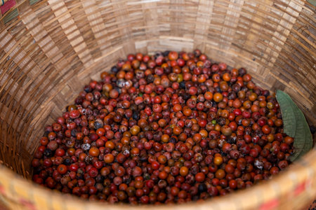 Ripe red peppers before drying in plates of reed. Agriculture in tropical countries. Agriculture....