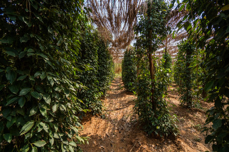 Black pepper plants growing on plantation in Asia. Ripe green peppers on a trees. Agriculture in...