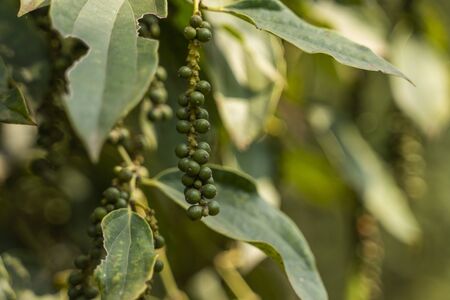 Black pepper plants growing on plantation in Asia. Ripe green peppers on a trees. Agriculture in tropical countries. Pepper on a trees before dryingの写真素材