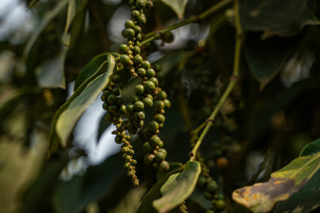 Black pepper plants growing on plantation in Asia. Ripe green peppers on a trees. Agriculture in...
