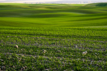 Field of young wheat seedlings growing in autumn. Young green wheat growing in soil. Agricultural...