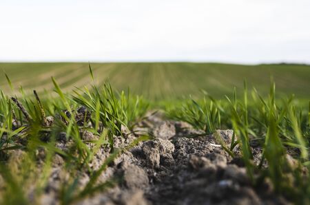 Field of young wheat seedlings growing in autumn. Young green wheat growing in soil. Agricultural proces. Close up on sprouting rye agriculture on a field sunny day with blue sky. Sprouts of rye.の写真素材